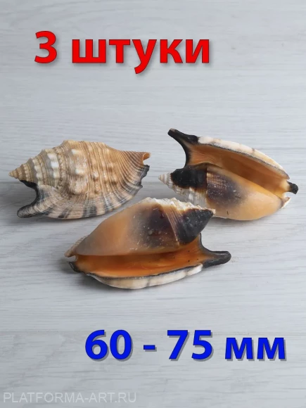 Морская Ракушка Стромбус Аратрум - 3 шт.