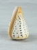 Ракушка Берёзовый конус - Conus betulinus - 1 шт.