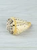 Ракушка Берёзовый конус - Conus betulinus - 1 шт.
