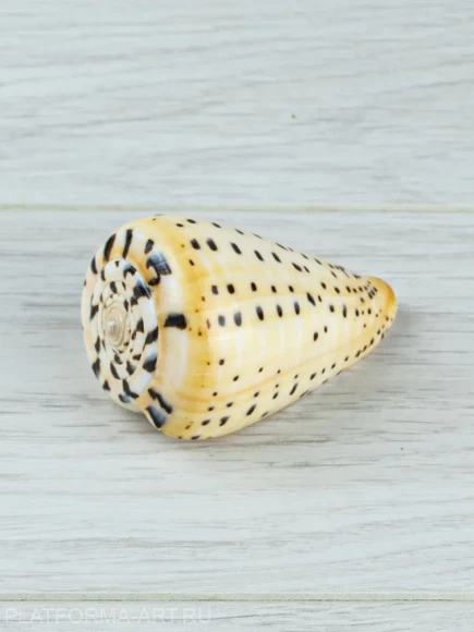 Ракушка Берёзовый конус - Conus betulinus - 1 шт.