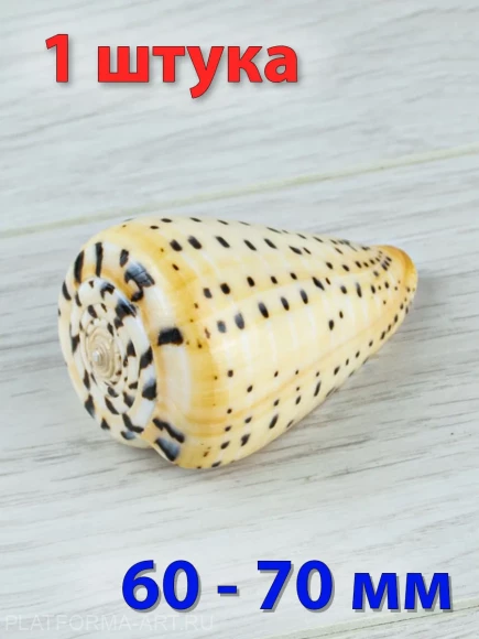 Ракушка Берёзовый конус - Conus betulinus - 1 шт.