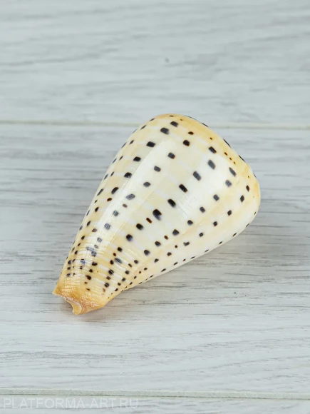 Ракушка Берёзовый конус - Conus betulinus - 1 шт.