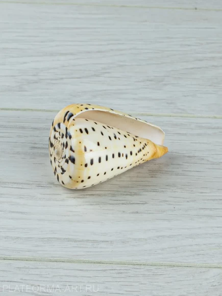 Ракушка Берёзовый конус - Conus betulinus - 1 шт.