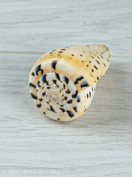 Ракушка Берёзовый конус - Conus betulinus - 1 шт.