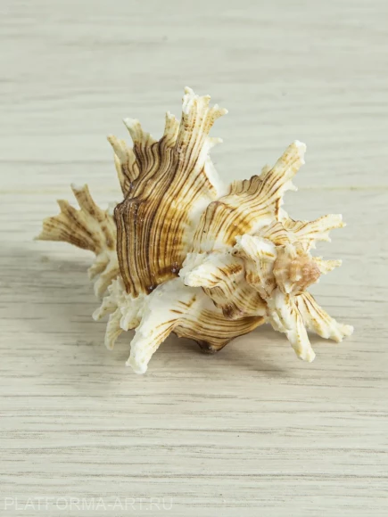 Ракушка Мурекс Вьетнамский Chicoreus axicornis 1 шт. Ракушка Мурекс Вьетнамский Chicoreus axicornis 1 шт.