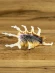 Ракушка Ламбис Скорпио - Lambis scorpio - 1 шт. Ракушка Ламбис Скорпио - Lambis scorpio - 1 шт.