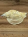 Ракушка Стромбус епидромис - Labiostrombus epidromis - 3 шт. Ракушка Стромбус епидромис - Labiostrombus epidromis - 3 шт.