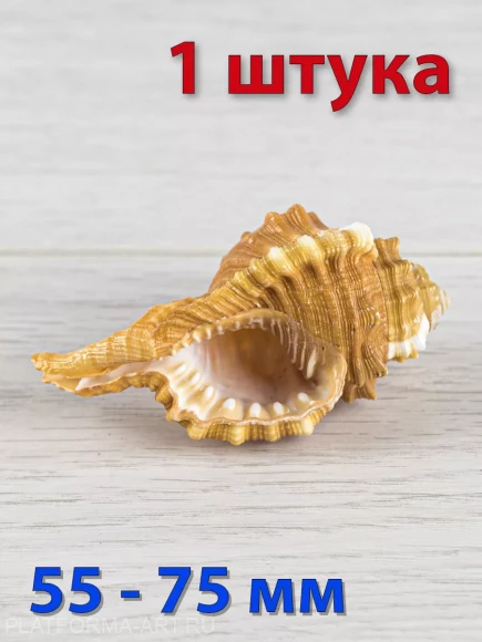 Ракушка Циматиум пирум - Cymatium pyrum - 1 шт. Ракушка Циматиум пирум - Cymatium pyrum - 1 шт.