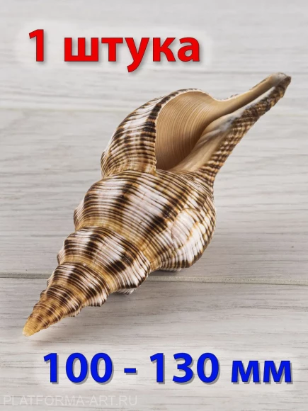 Ракушка Плеуроплока Филаментоза (Filifusus filamentosus) - 1 шт.