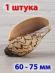 Ракушка Cymbiola nobilis – благородная волюта - 1 шт.