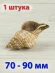 Ракушка Плеуроплока трапезиум  - 1 шт.