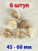Ракушки для рукоделия и аквариума Стромбус Канарис - 6 шт. Ракушки для рукоделия и аквариума Стромбус Канарис - 6 шт.