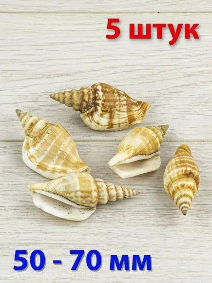 Ракушки для рукоделия и аквариума Доксадер Виттатус - 5 шт. Ракушки для рукоделия и аквариума Доксадер Виттатус - 5 шт.