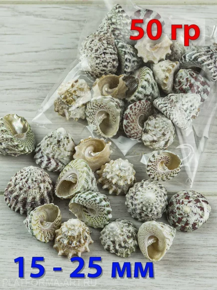 Ракушка Макулатус натуральный индийский - 50 гр.
