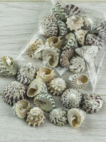 Ракушка Макулатус натуральный индийский - 50 гр.
