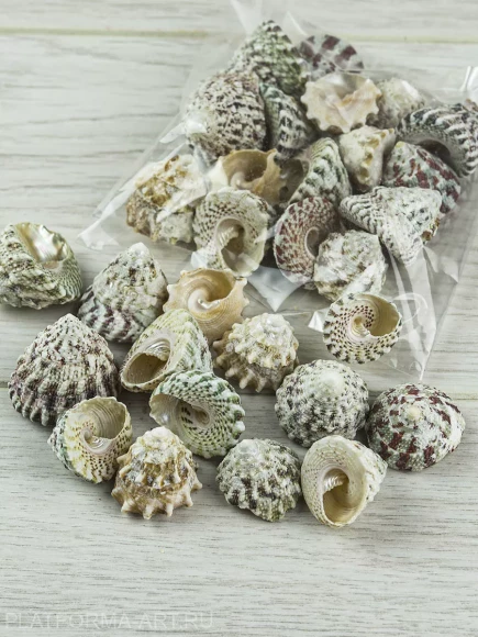 Ракушка Макулатус натуральный индийский - 50 гр.