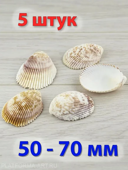 Ракушки для рукоделия и аквариума Трахикардиум - 5 шт.