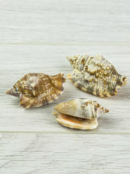 Ракушки Стромбус Дианы - 3 шт.