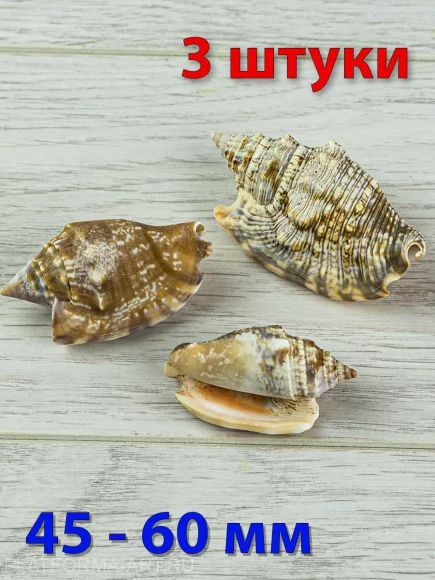 Ракушки Стромбус Дианы - 3 шт.