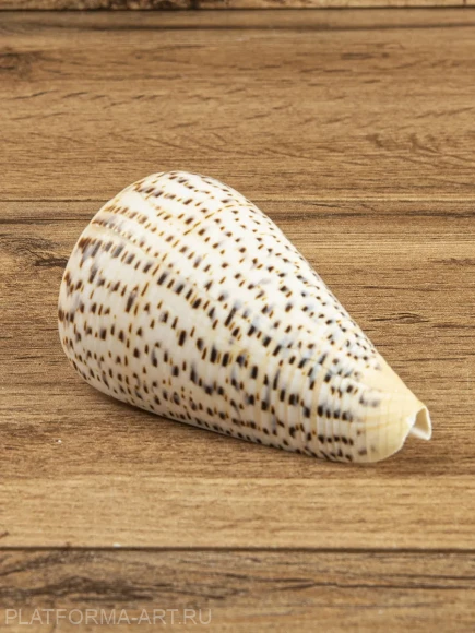 Ракушка Берёзовый конус - Conus betulinus - 1 шт.