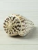 Ракушка Берёзовый конус - Conus betulinus - 1 шт.