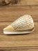 Ракушка Берёзовый конус - Conus betulinus - 1 шт.