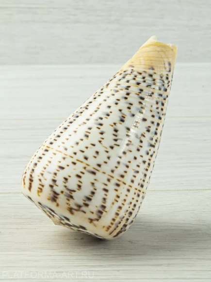 Ракушка Берёзовый конус - Conus betulinus - 1 шт.