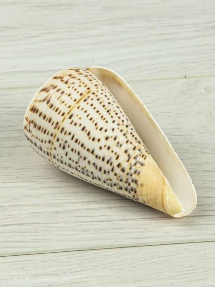 Ракушка Берёзовый конус - Conus betulinus - 1 шт.