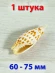 Ракушка для аквариума Епископская митра - 1 шт. Ракушка для аквариума Епископская митра - 1 шт.
