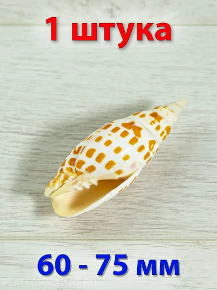 Ракушка для аквариума Епископская митра - 1 шт. Ракушка для аквариума Епископская митра - 1 шт.