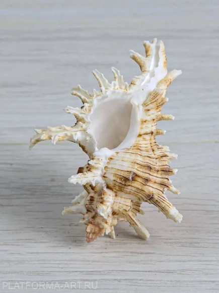 Ракушка Мурекс Вьетнамский Chicoreus axicornis - 1 шт. Ракушка Мурекс Вьетнамский Chicoreus axicornis - 1 шт.