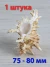 Ракушка Мурекс Вьетнамский Chicoreus axicornis - 1 шт.