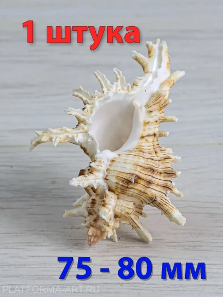 Ракушка Мурекс Вьетнамский Chicoreus axicornis - 1 шт. Ракушка Мурекс Вьетнамский Chicoreus axicornis - 1 шт.