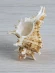 Ракушка Мурекс Вьетнамский Chicoreus axicornis - 1 шт. Ракушка Мурекс Вьетнамский Chicoreus axicornis - 1 шт.