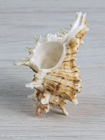 Ракушка Мурекс Вьетнамский Chicoreus axicornis - 1 шт. Ракушка Мурекс Вьетнамский Chicoreus axicornis - 1 шт.