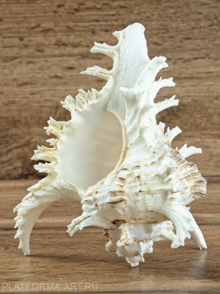 Морская ракушка Чихориус Рамосус - Chicoreus ramosus - 1 шт.