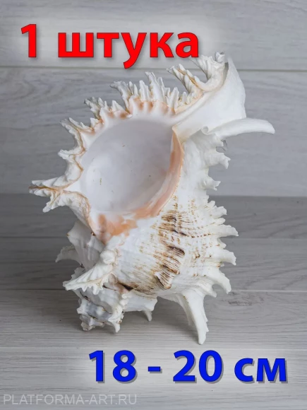 Морская ракушка Чихориус Рамосус - Chicoreus ramosus - 1 шт.