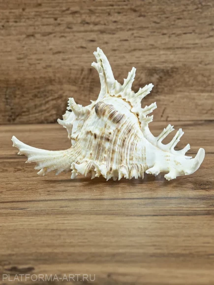 Морская ракушка Чихориус Рамосус - Chicoreus ramosus - 1 шт.